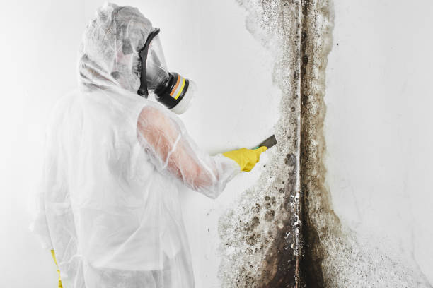 Best Mold Testing and Inspection Services in Farwell, TX