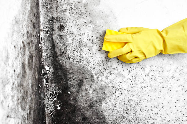 Best Industrial Mold Remediation in Farwell, TX