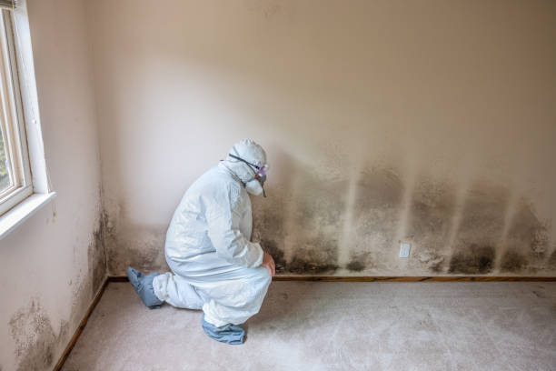 Best Localized Mold Remediation (e.g., coastal areas, humid climates) in Farwell, TX